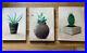 Cactus and succulant plant paintings set of 3 oil
